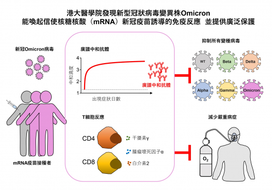 港大醫學院發現新型冠狀病毒變異株Omicron 能喚起信使核糖核酸（mRNA）新冠疫苗誘導的免疫反應  提供廣泛保護