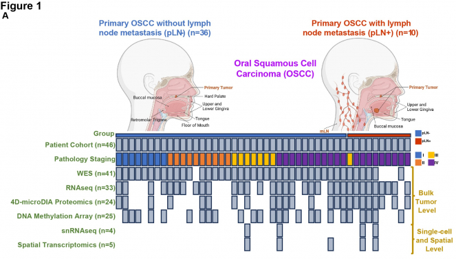 Schematic summary of two patient cohorts