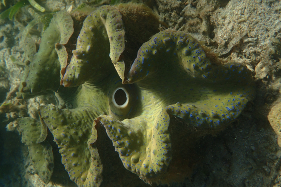 Image 2: Close-up of the mantle of a giant clam (Tridacna gigas) in its natural reef habitat. The colourful tissue contains symbiotic algae that perform photosynthesis and supply energy to the host. Image credit: Isis Guibert.