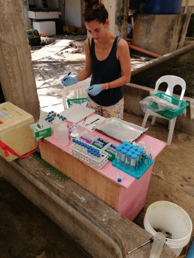 Image 3: Dr Isis Guibert preparing samples for analysis at the Semirara Marine Hatchery and Laboratory as part of the giant clam research project. Image credit: Ronnie Estrella.